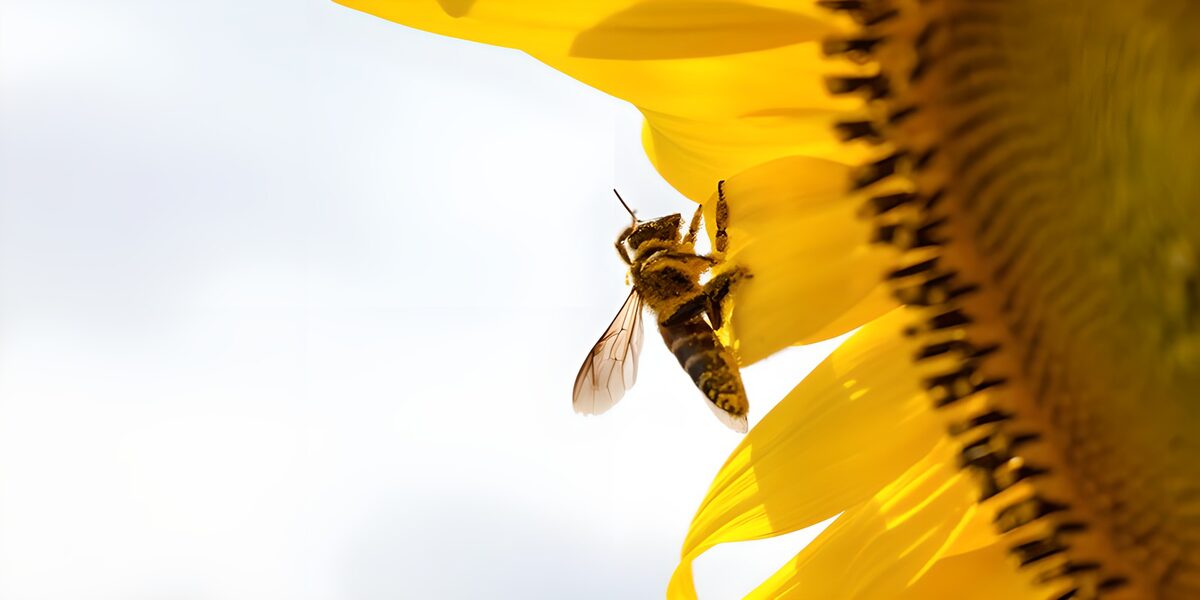Bij op een zonnebloem in tegenlicht