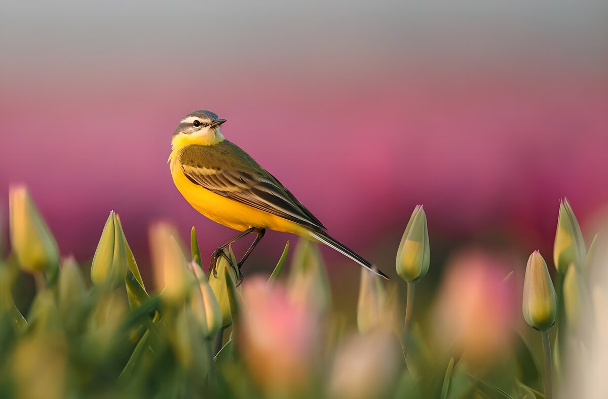 Gele kwikstaart tussen tulpenknoppen