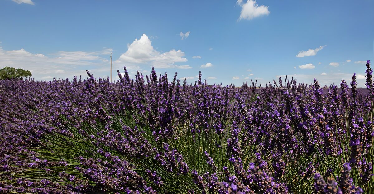Lavendelveld onder een blauwe zomerlucht