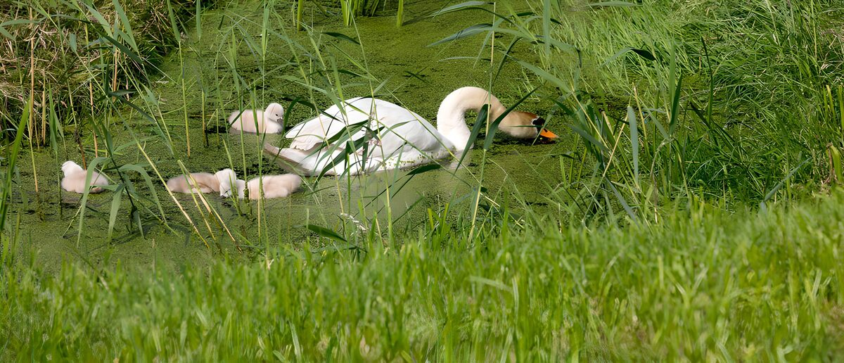 Knobbelzwaan met kuikens tussen het riet