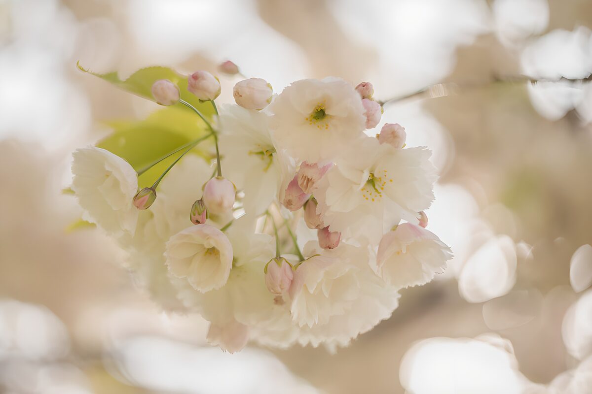 Witte bloesem met roze knoppen