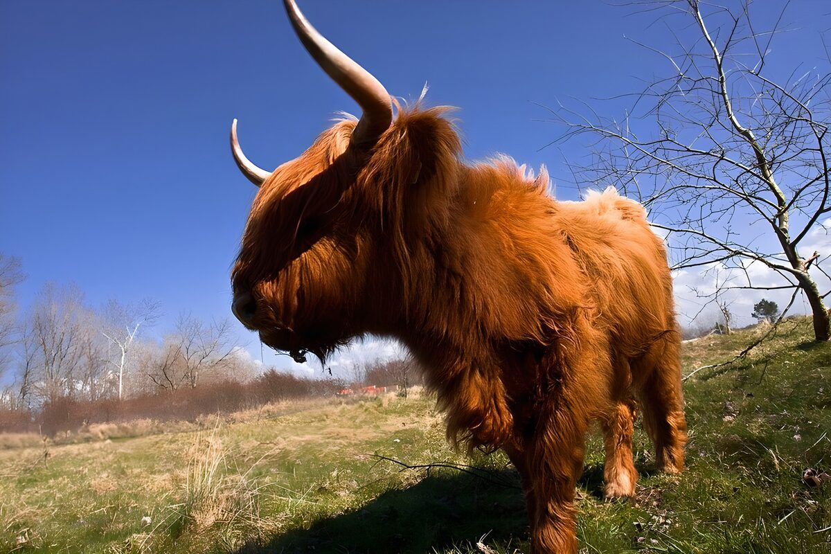 Schotse hooglander in de volle zon