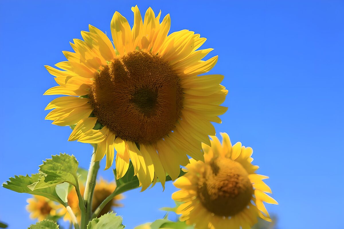 Gele zonnebloemen tegen een blauwe lucht