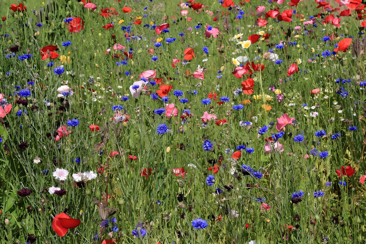 Bloemenweide met klaprozen en korenbloemen