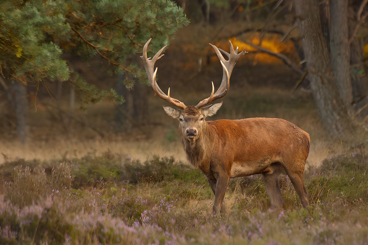 Edelhert tussen gras en paarse heide