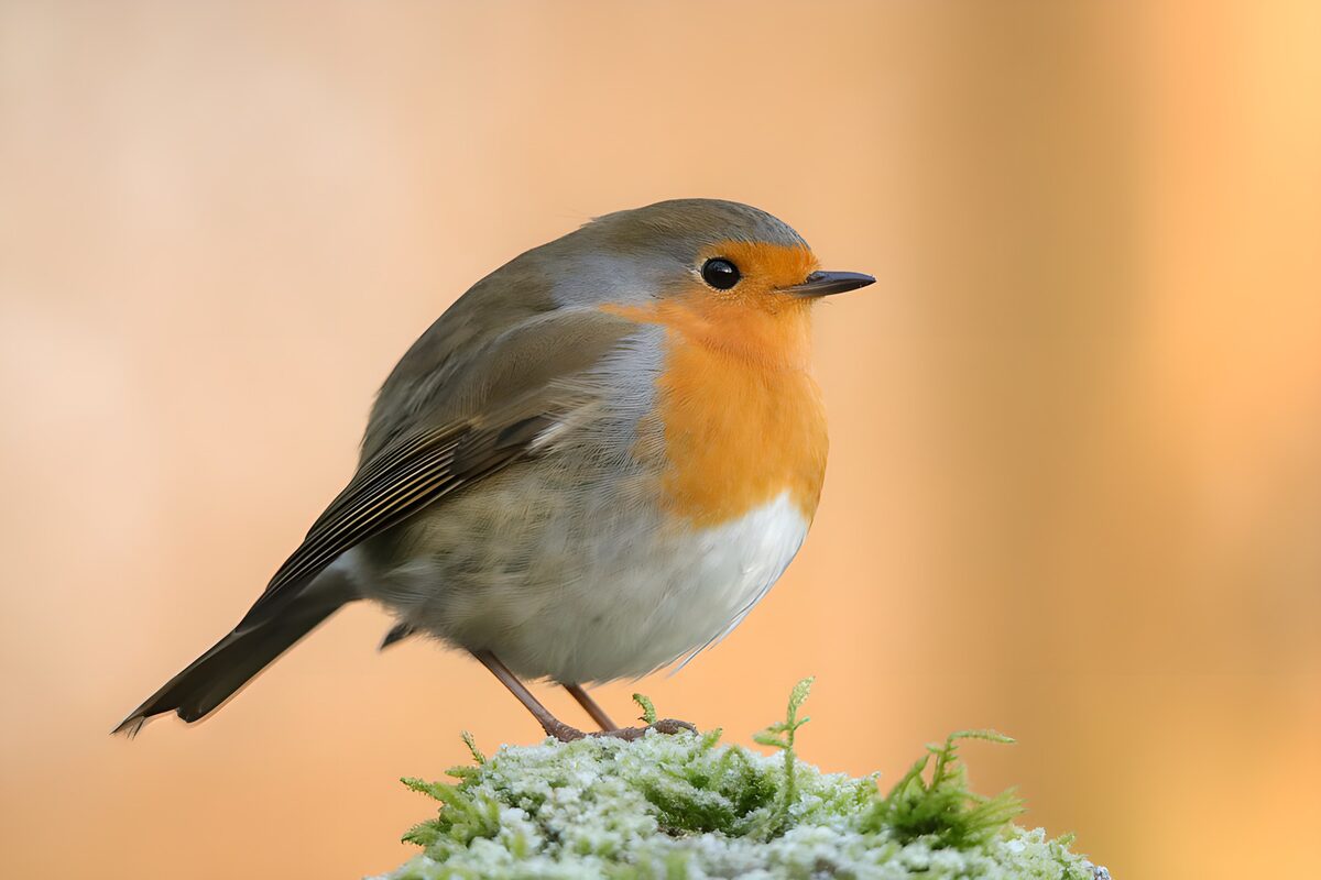 Roodborst op besneeuwd mos