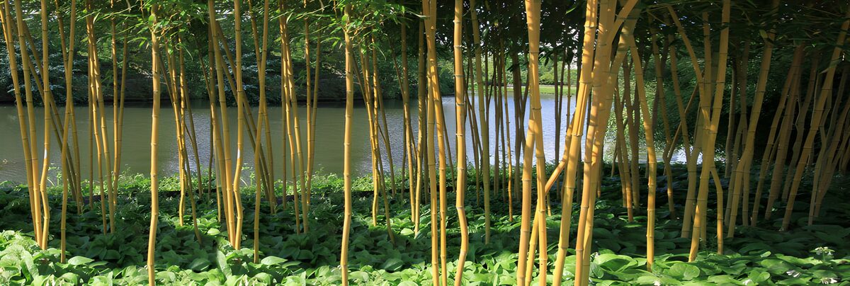 Gele bamboe langs de stille vijver