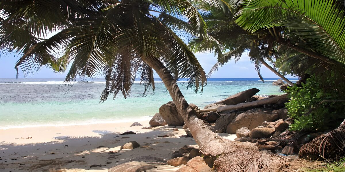 Een palm met uitzicht op zee