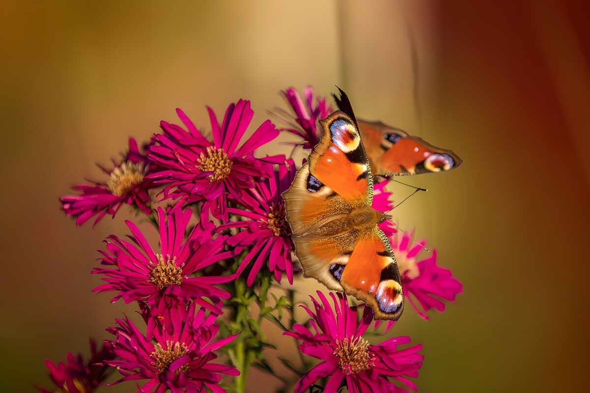 Dagpauwoog op felroze asters