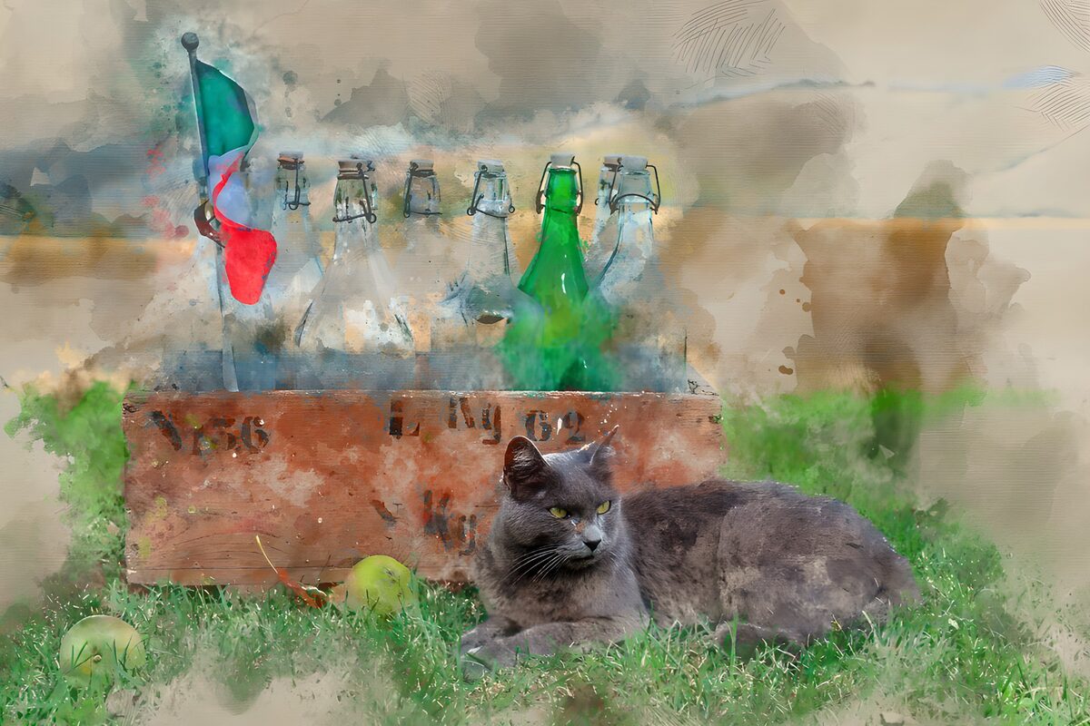 Grijze kat bij een krat vol flessen