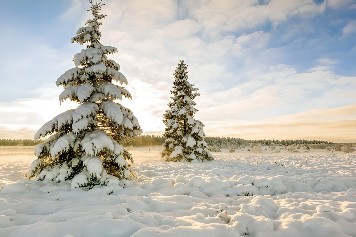 Besneeuwde naaldbomen in gouden licht