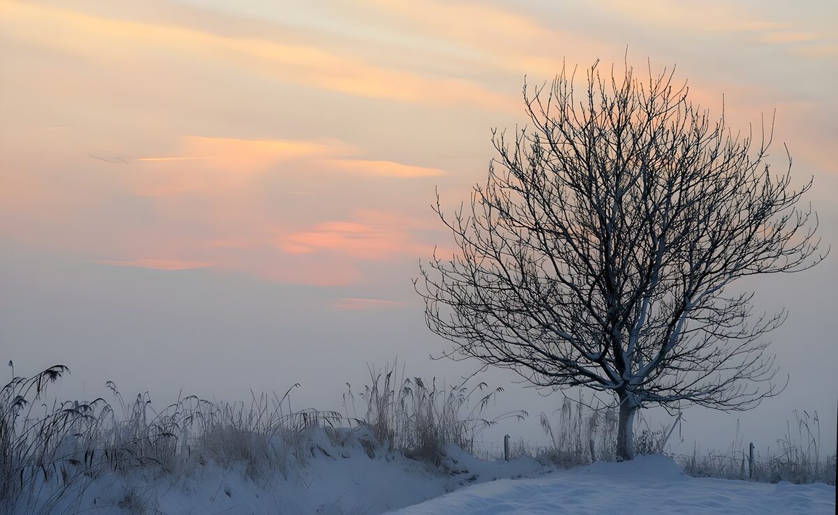 Kale boom in sneeuw en wintermist
