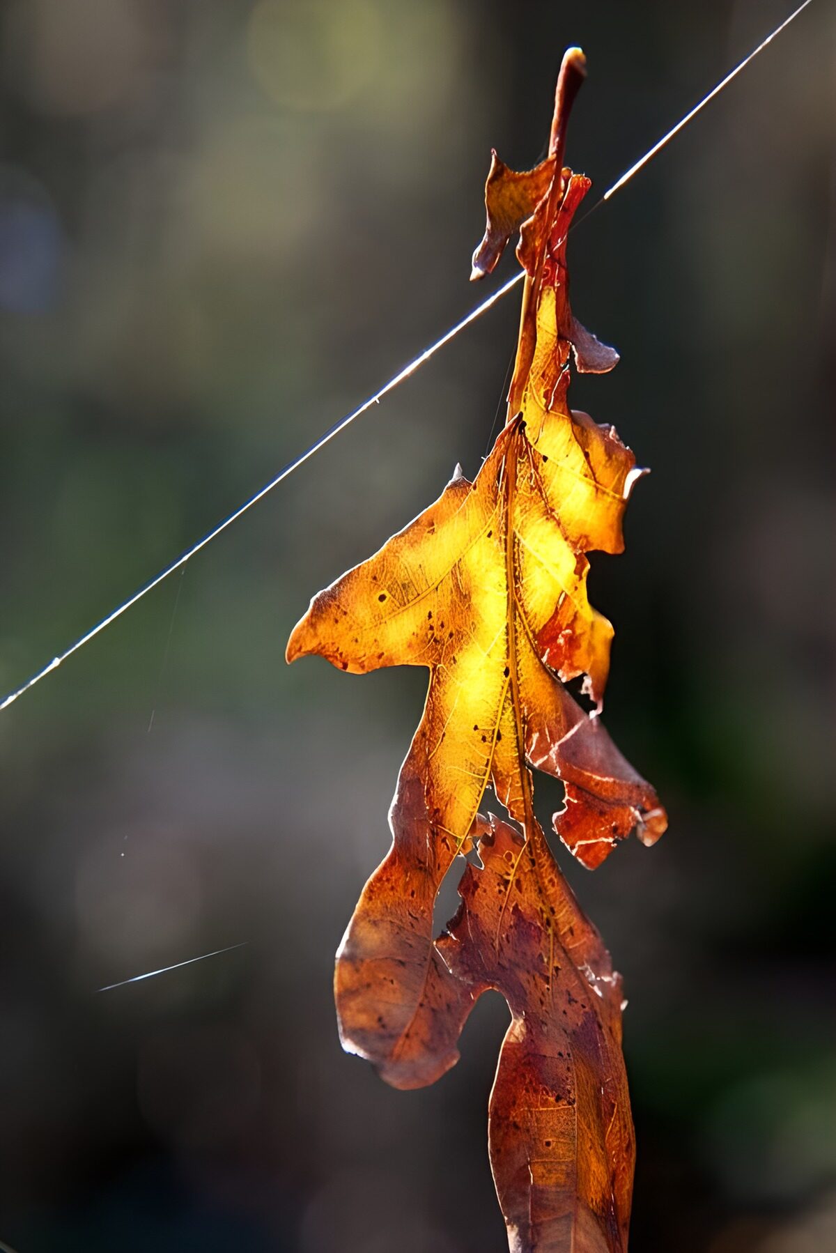 Verdord blad in warm tegenlicht