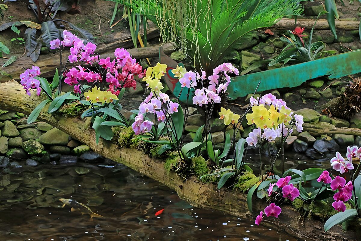 Roze en gele orchideeën boven de vijver