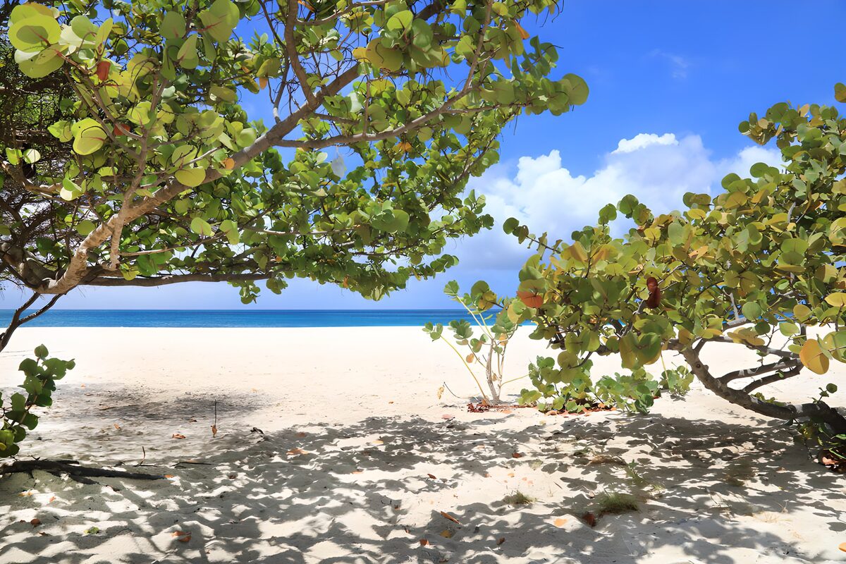 Tropisch strand in de boomschaduw