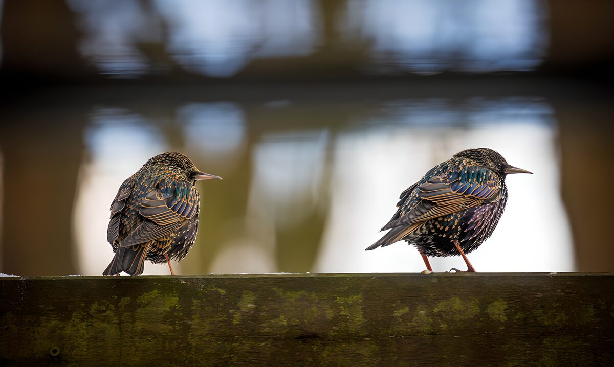 Twee spreeuwen op verweerd hout