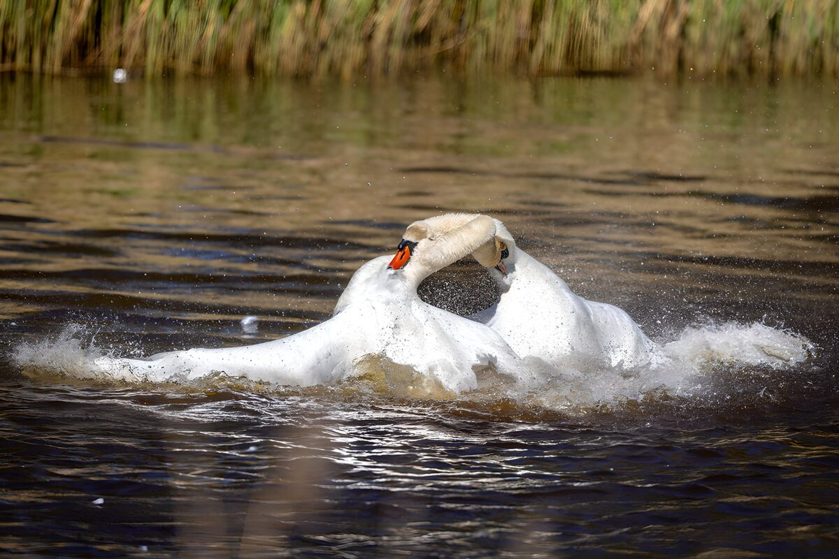 Spetterende zwanen met verstrengelde halzen