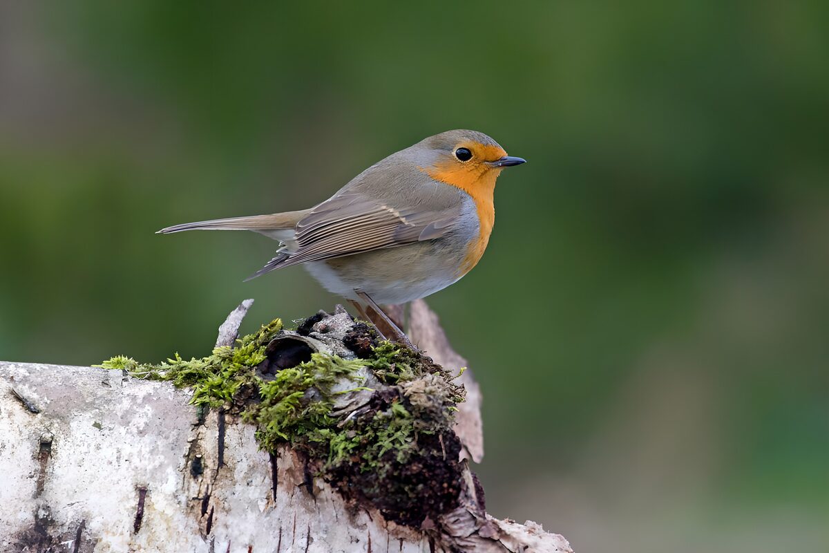 Roodborst in rust op een bemoste stam