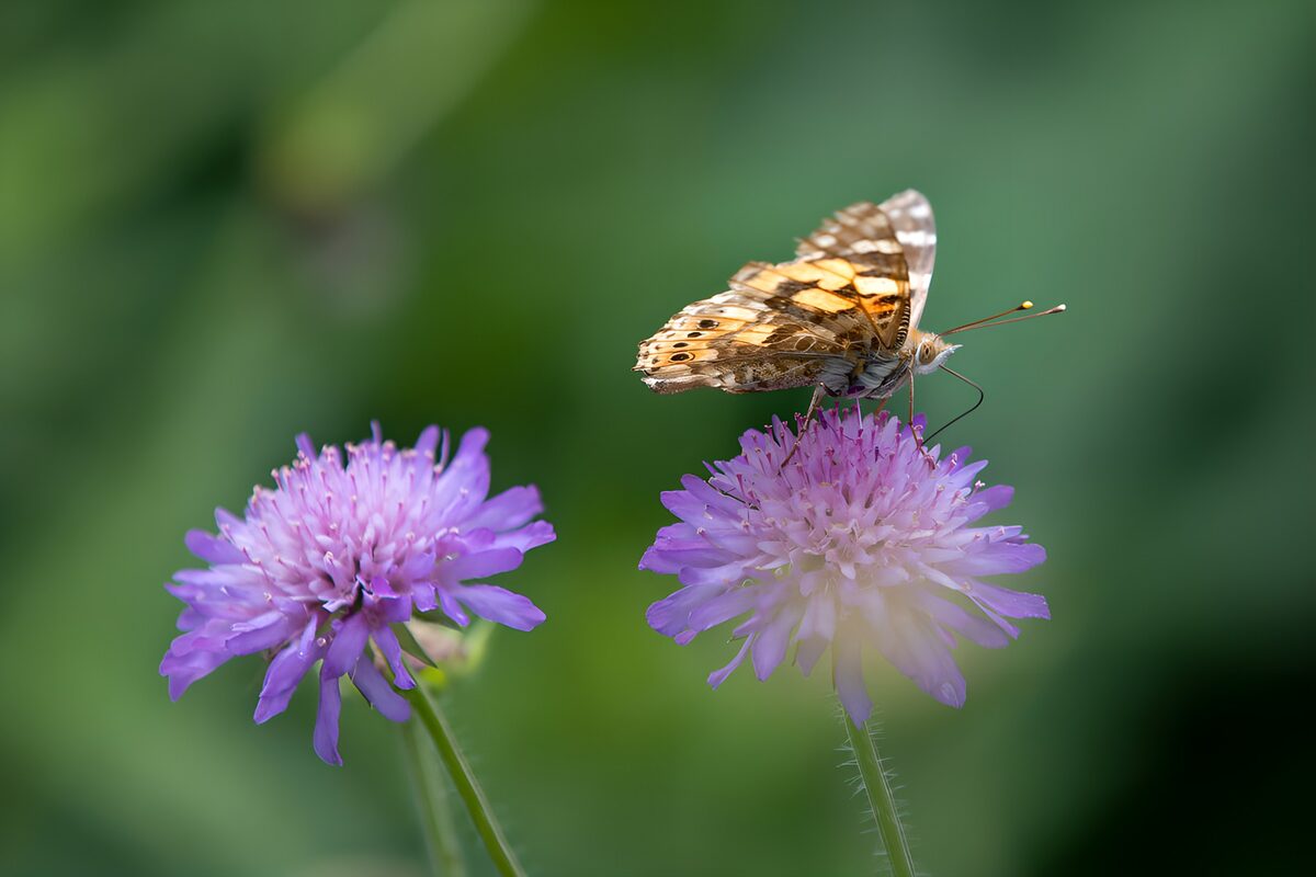 Vlinder op paarse bloemen in het groen