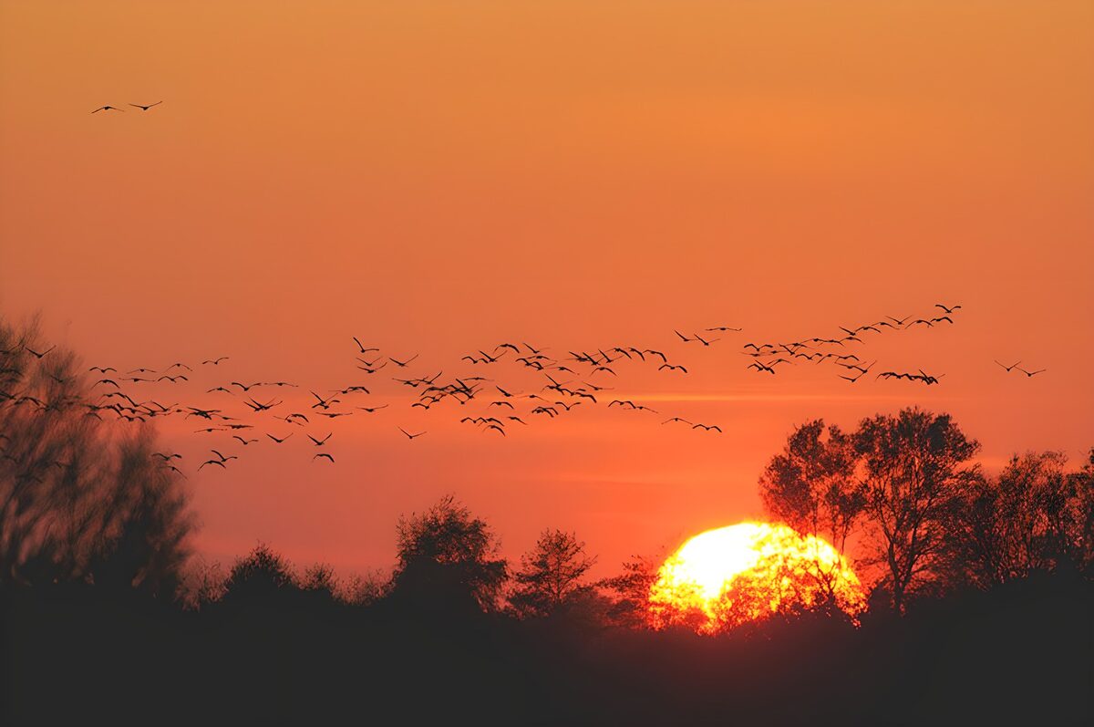 Vogelzwerm bij oranje zonsondergang