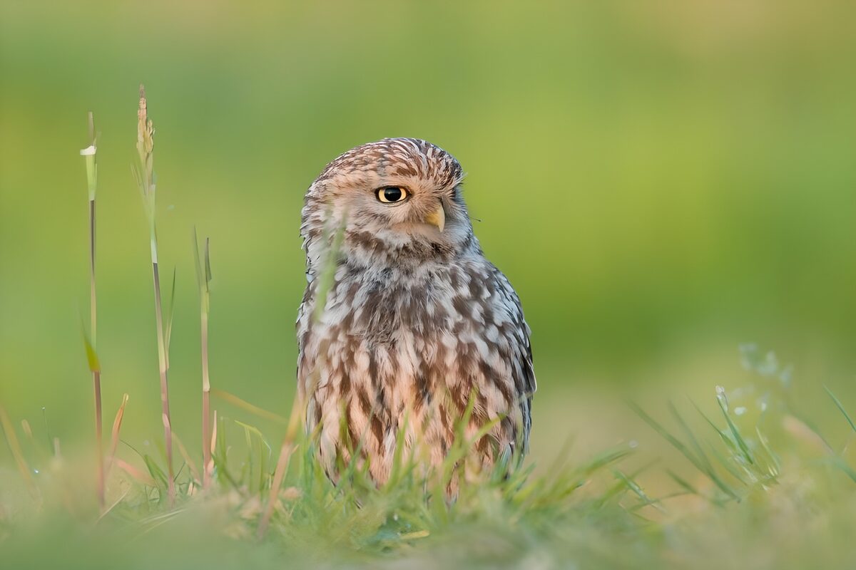 Steenuil tussen het zachte groene gras