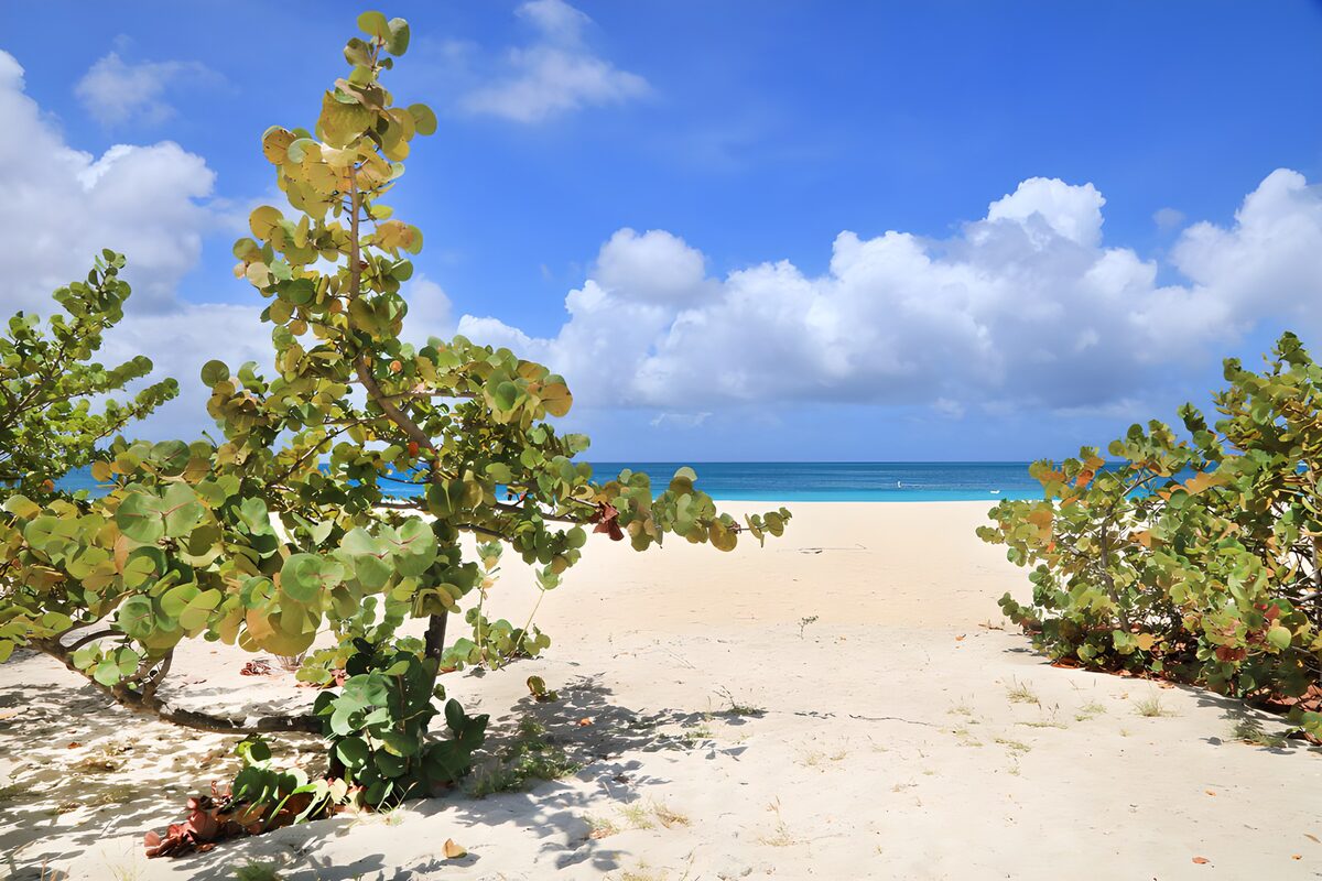 Zonnig strand tussen groene struiken