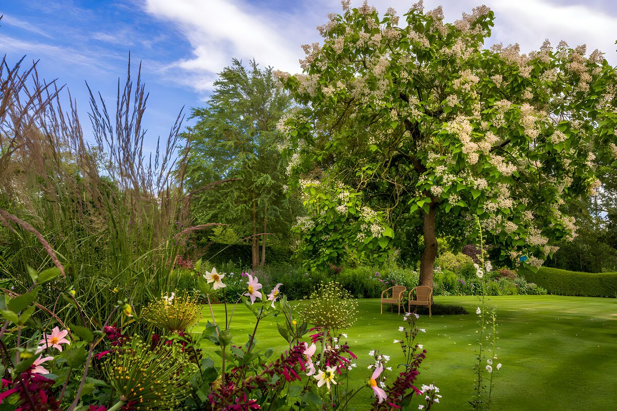 Bloeiende boom boven een groen gazon