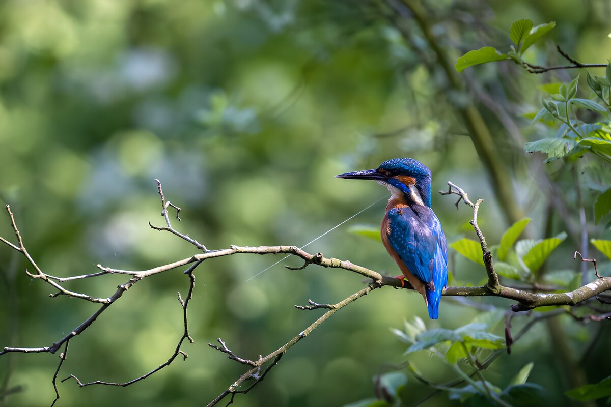 IJsvogel op een grillige tak