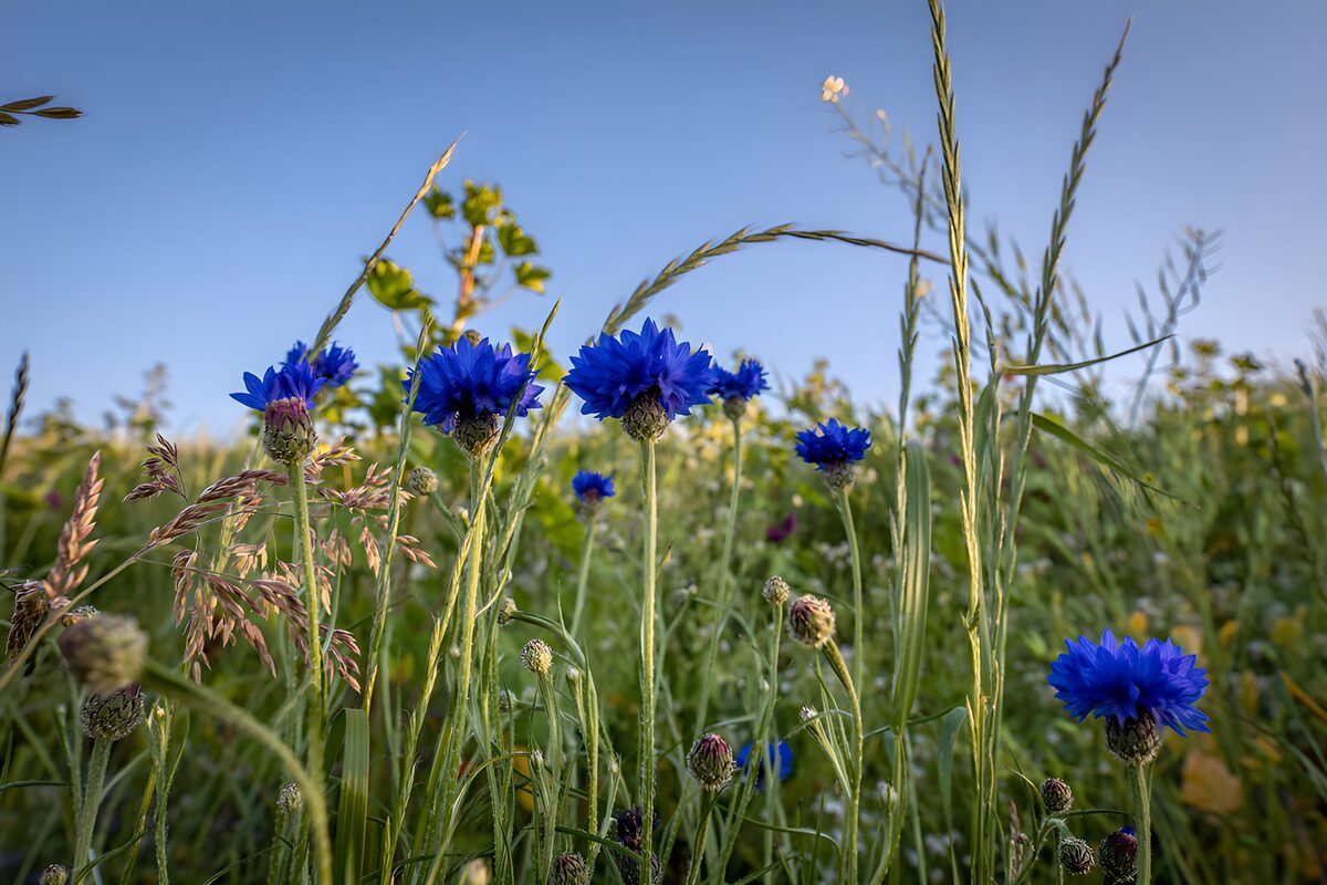 Blauwe korenbloemen in de zomerweide