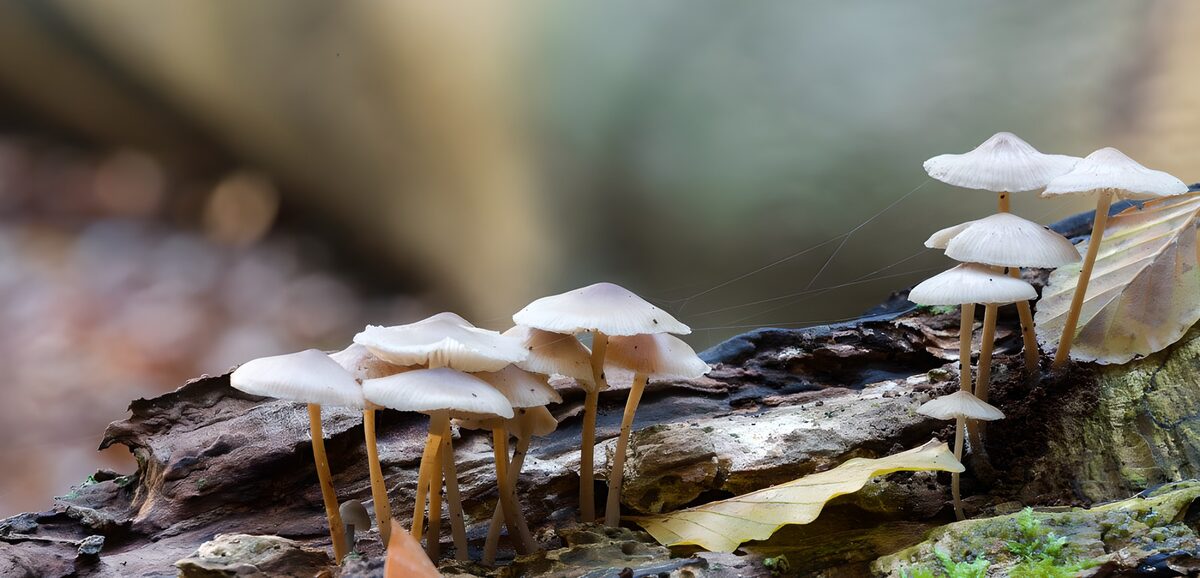 Witte paddenstoelen op vermolmd hout