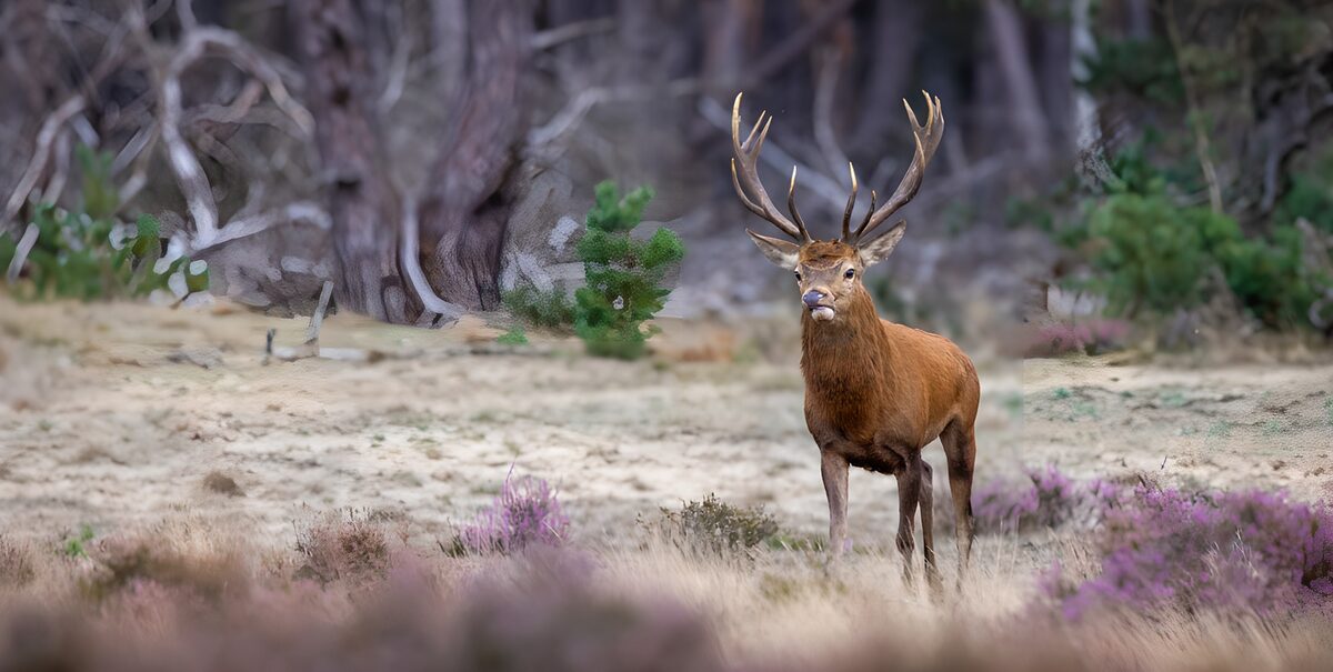 Edelhert in de stilte van de heide