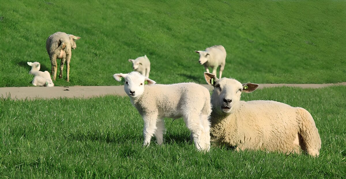 Ooi en lam in het zonnige gras