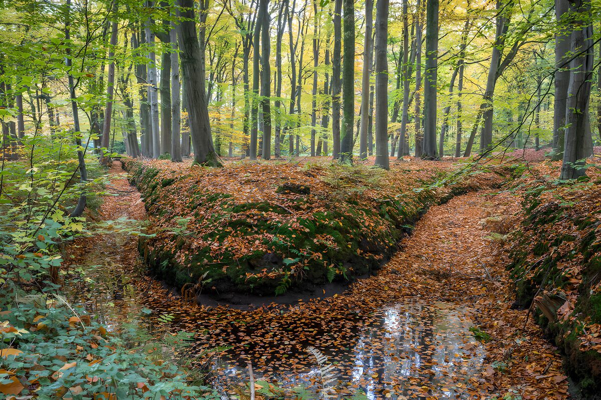 Herfstbos met een gesplitste waterloop