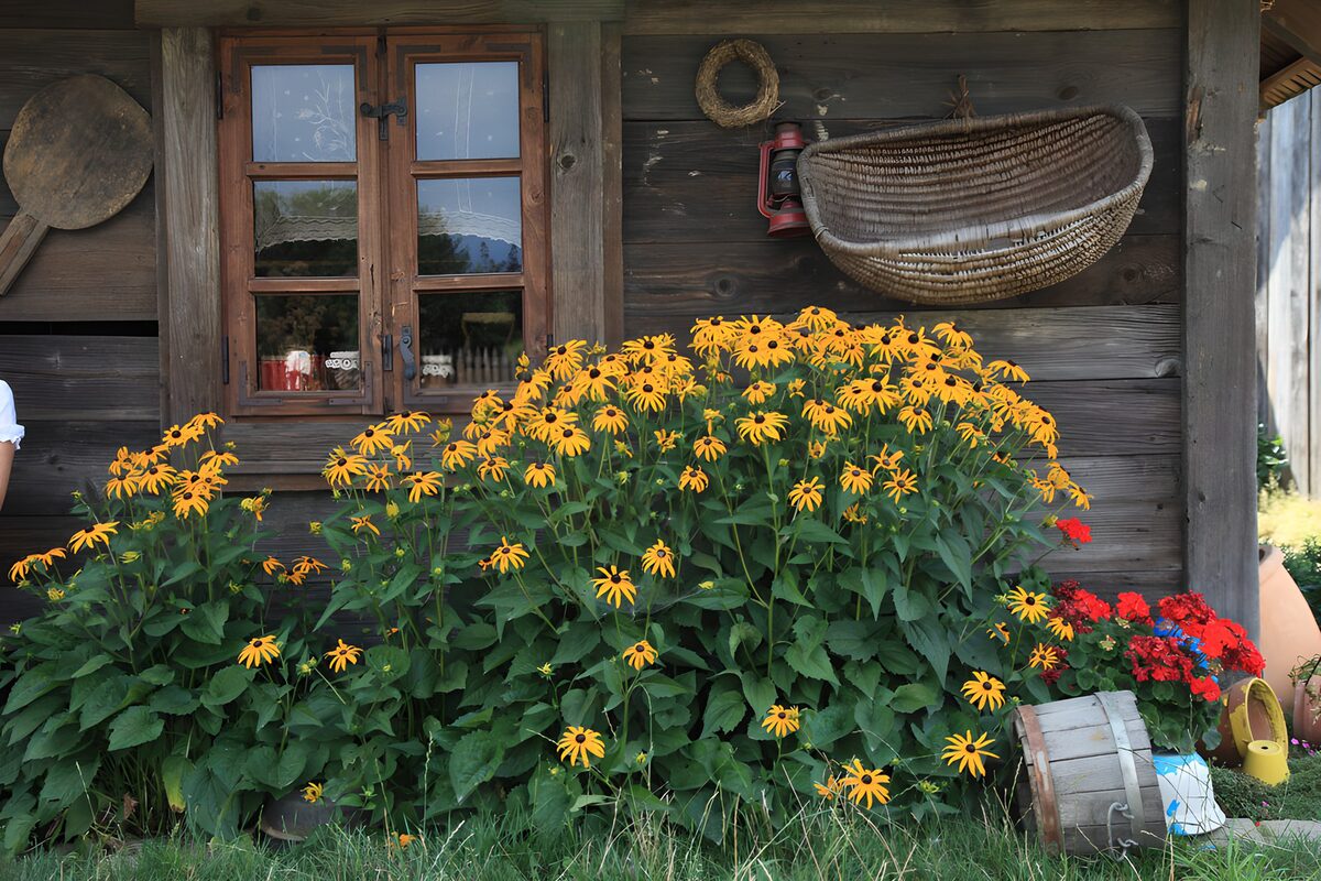 Gele bloemen tegen een houten gevel