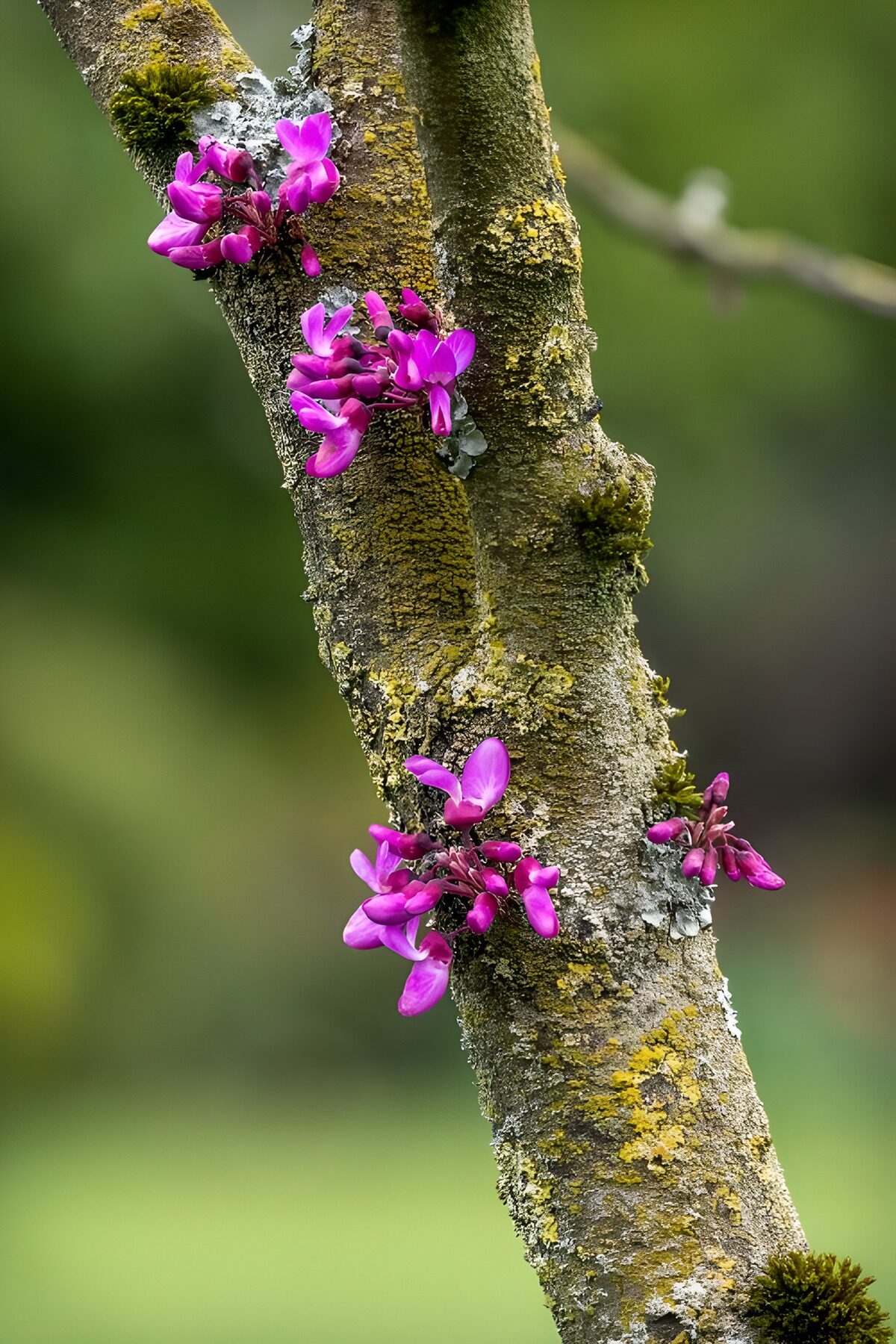 Roze bloesem op een bemoste boomtak