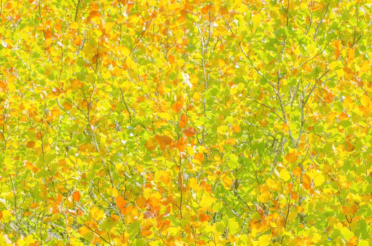 Herfstbladeren in geel, groen en oranje