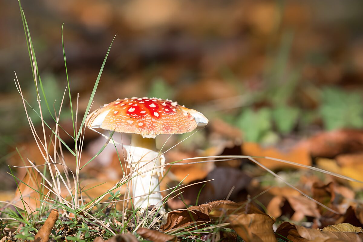 Vliegenzwam in een gloed van herfst