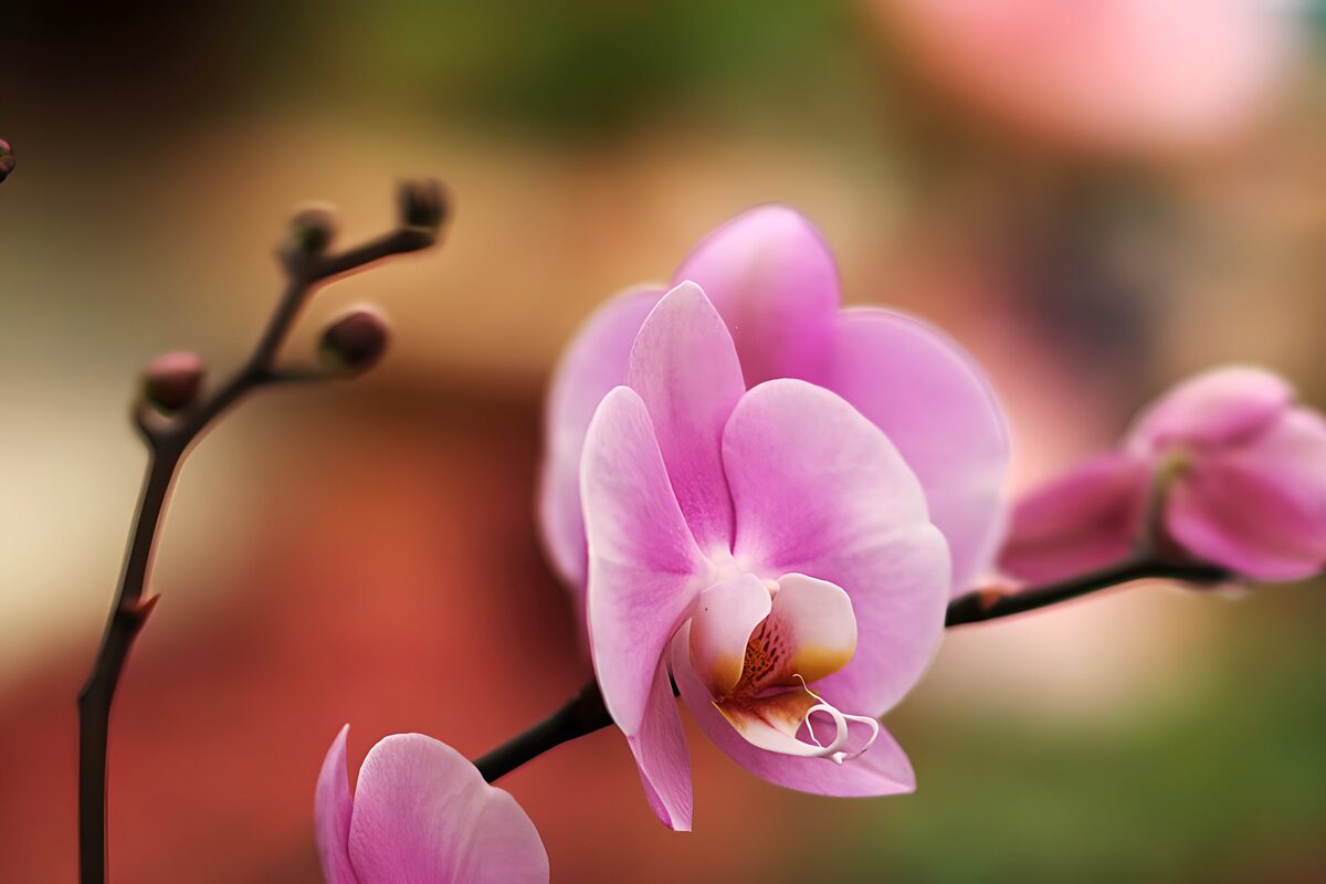 Roze orchidee in close-up