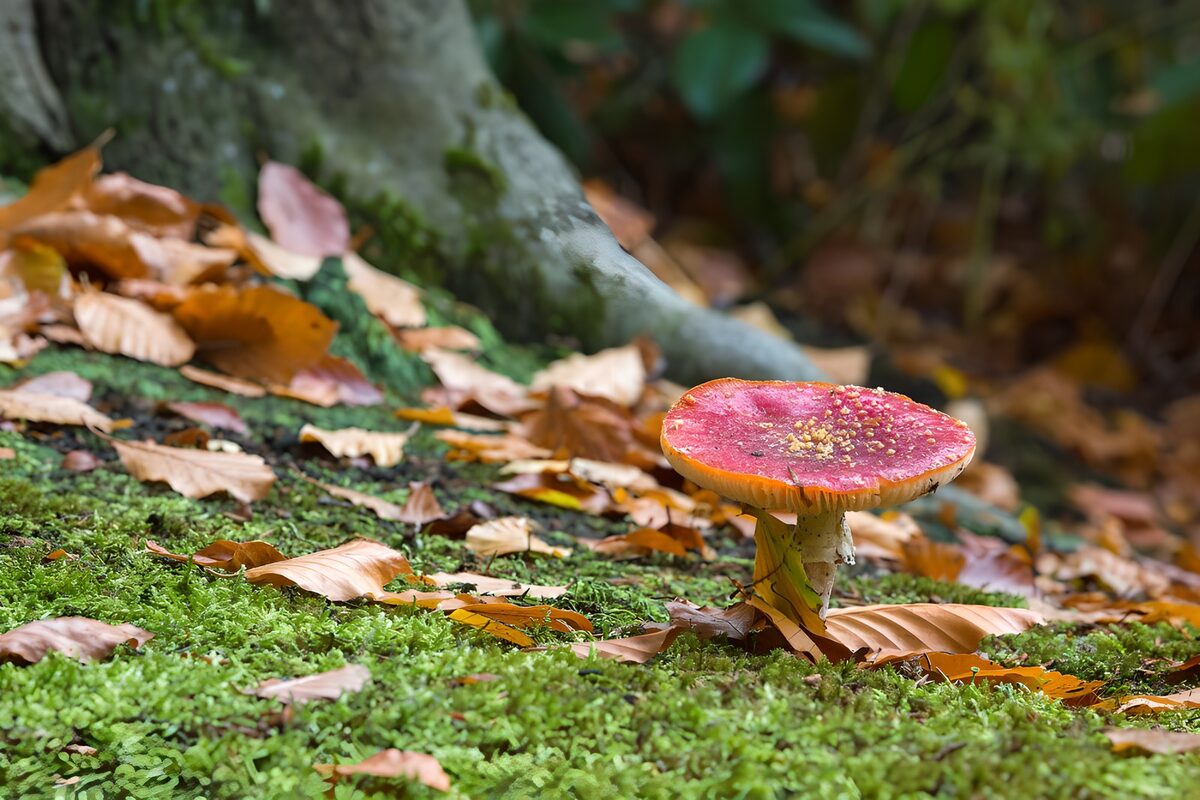 Rode paddenstoel tussen mos en herfstblad