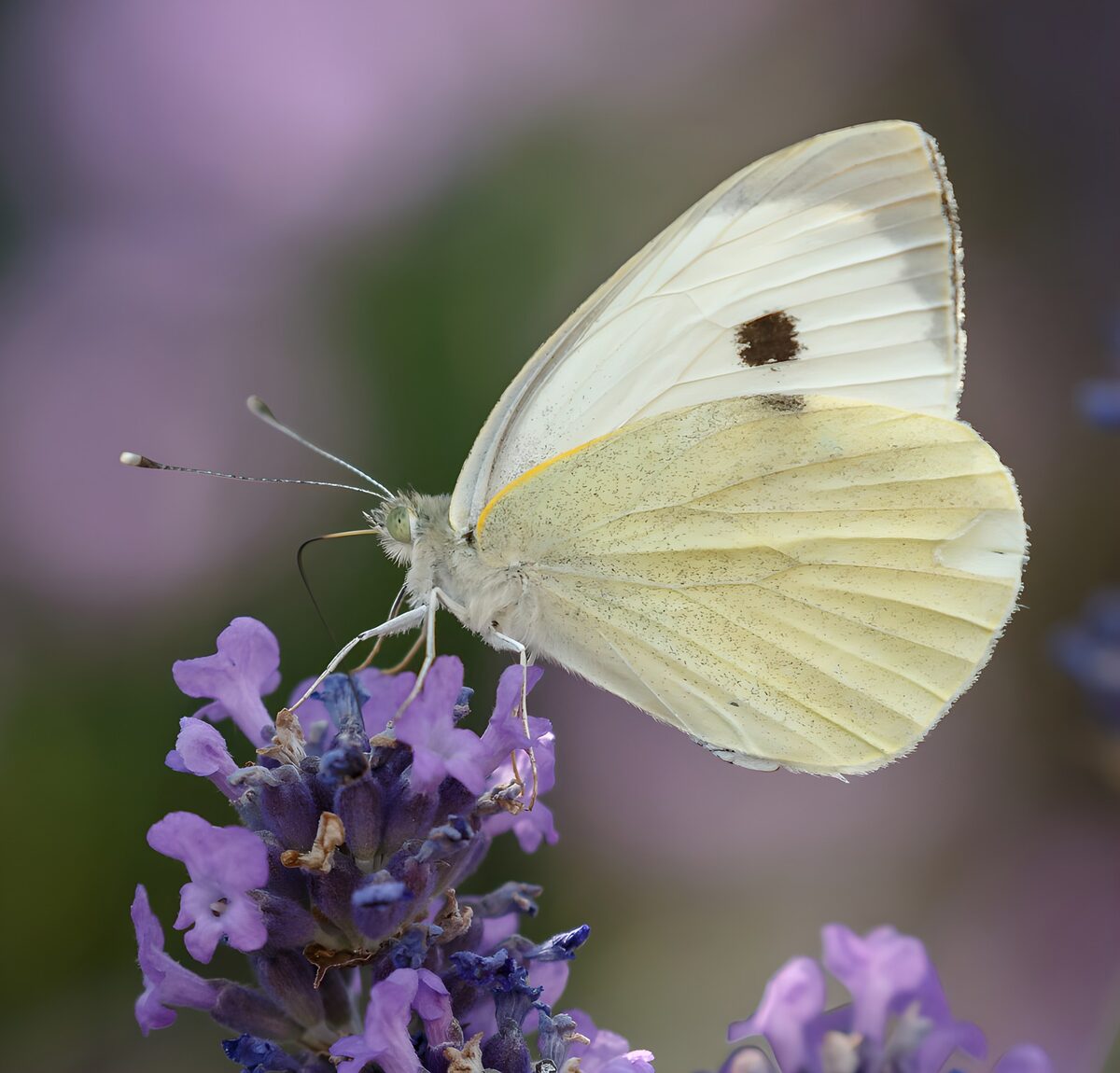 Witte vlinder op paarse lavendel