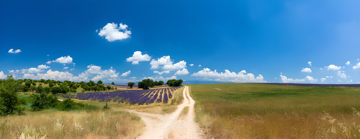 Lavendelveld aan een zonnig zandpad