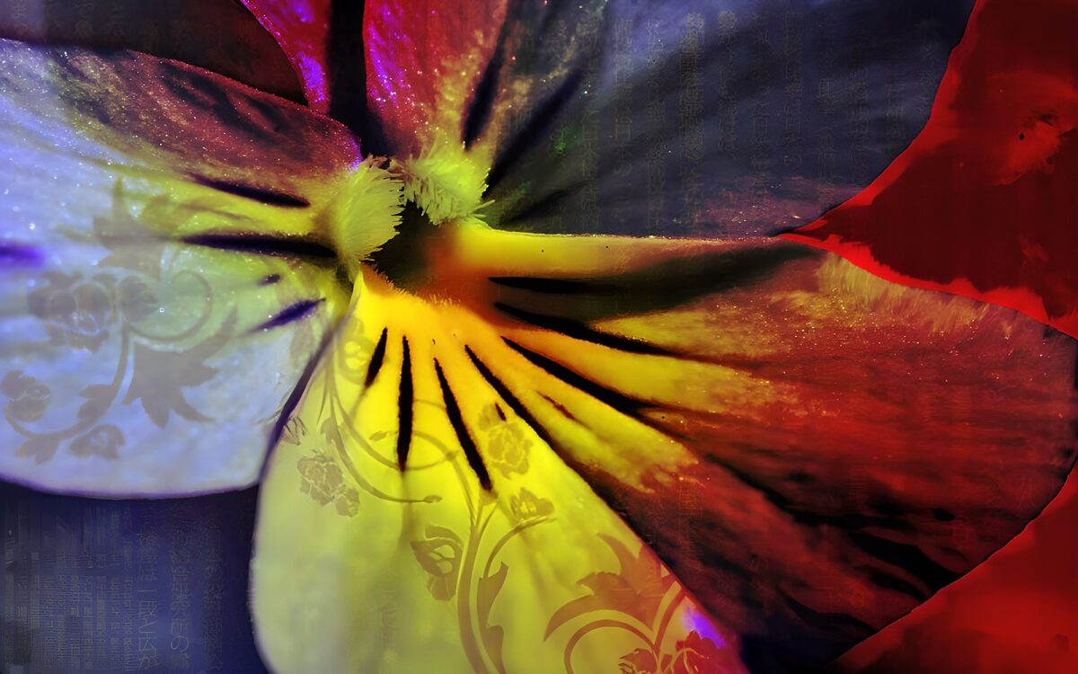 Viooltje in geel, rood en paars