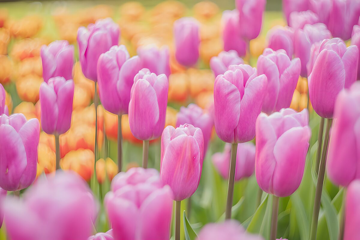 Roze tulpen voor een oranje bloemenzee