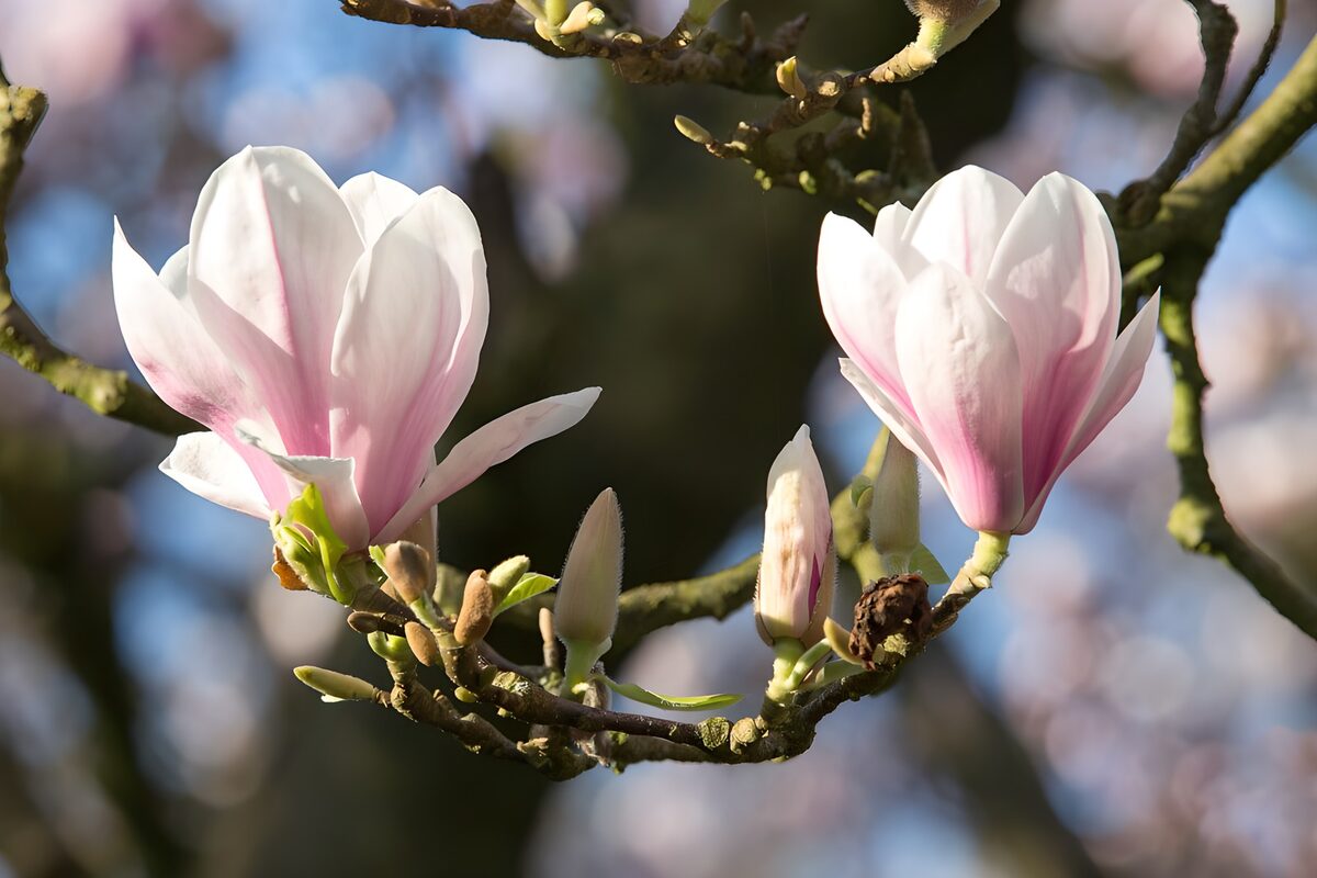 Roze-witte magnolia in het zonlicht