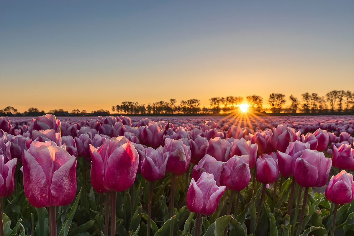 Roze tulpen in laag gouden licht