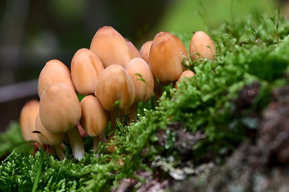 Een groep paddenstoelen in groen mos