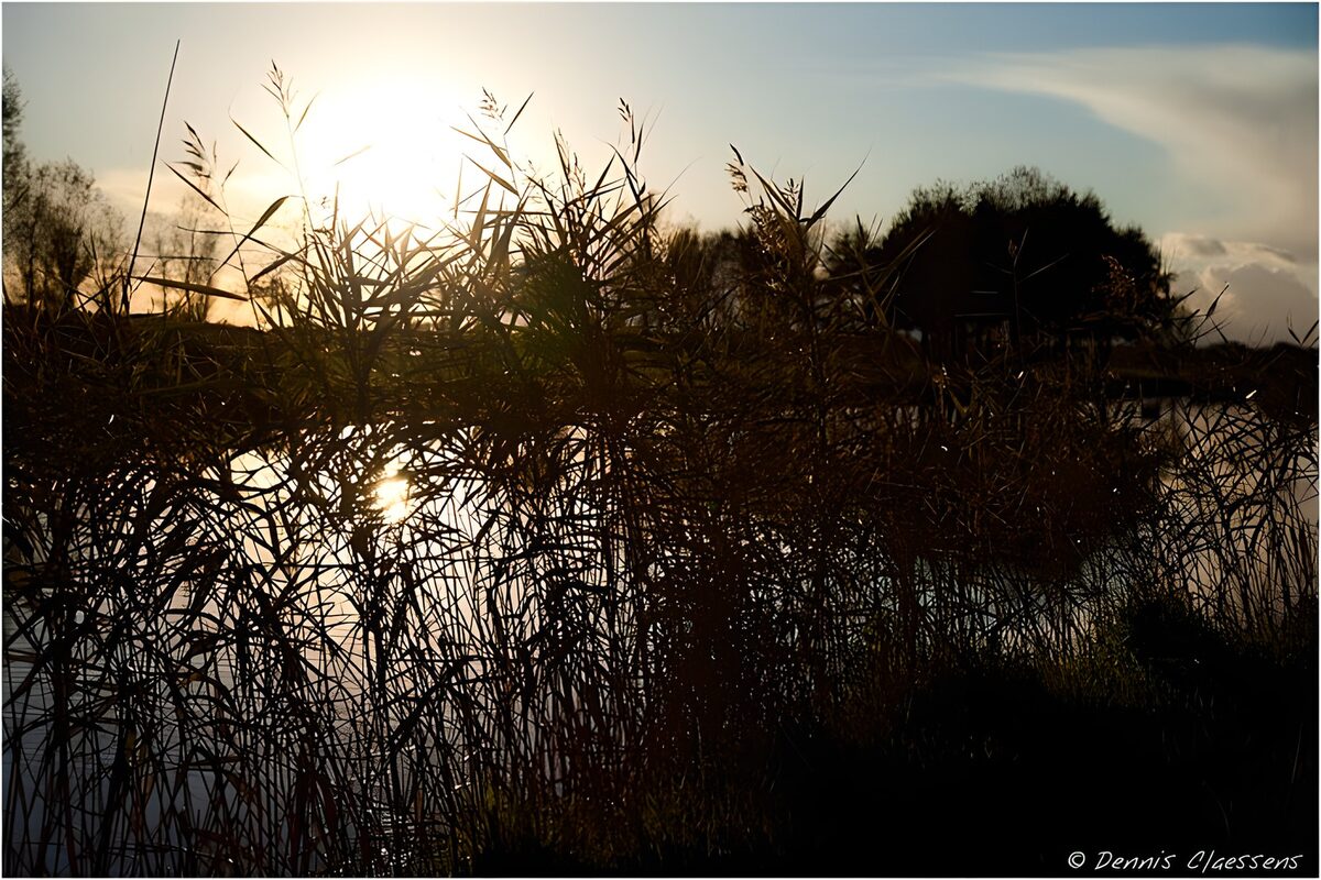 Riet in tegenlicht bij zonsondergang