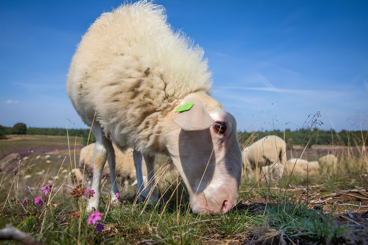 Grazend schaap onder een blauwe lucht