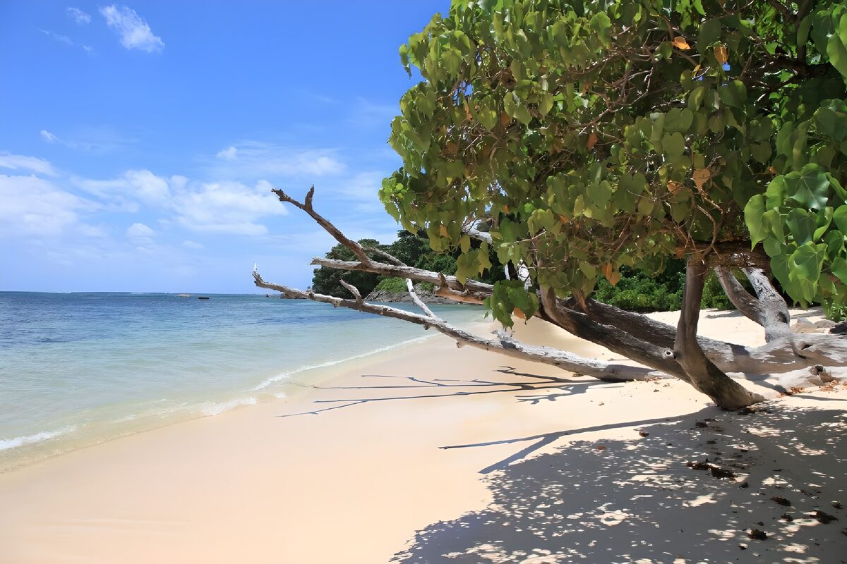 Zandstrand met overhangende boom