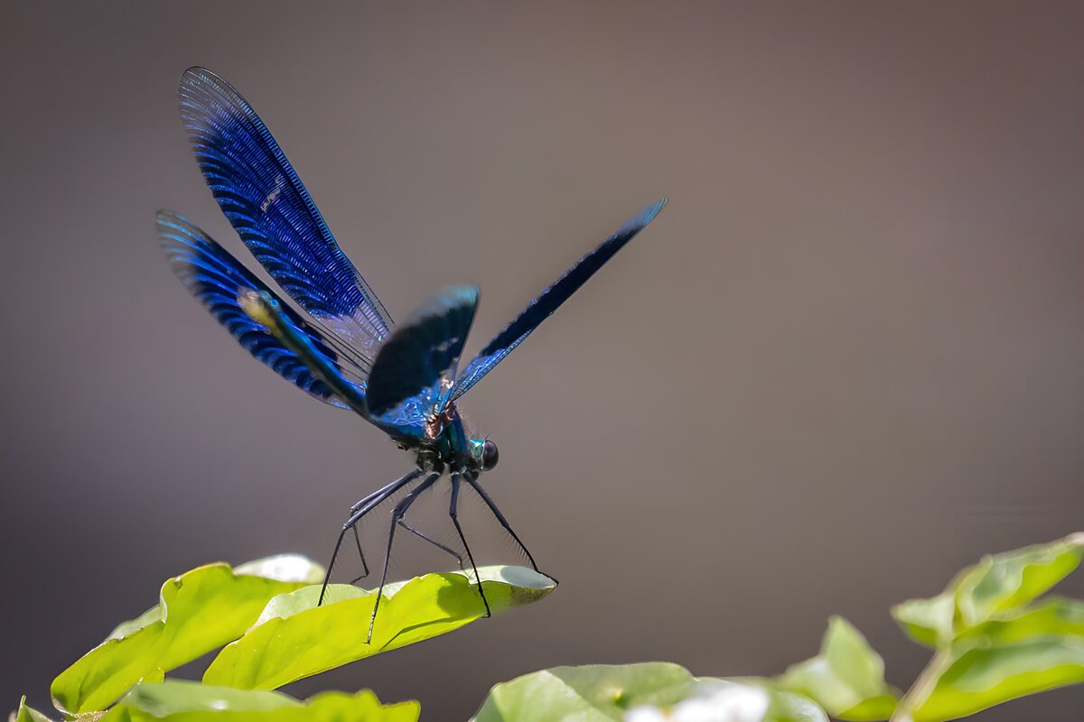 Blauwe libel op een zonnig blad